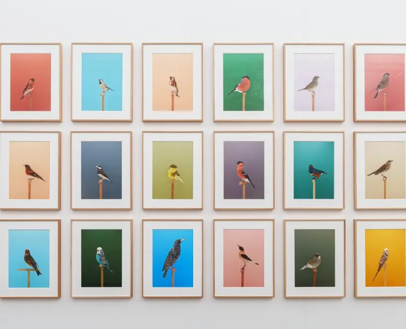 Colour photograph of a white wall with a grid of framed colour photographs of different birds all with different colour backgrounds and different coloured birds
